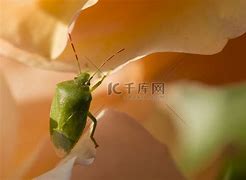 花虫安卓版节奏盒子寄生虫版